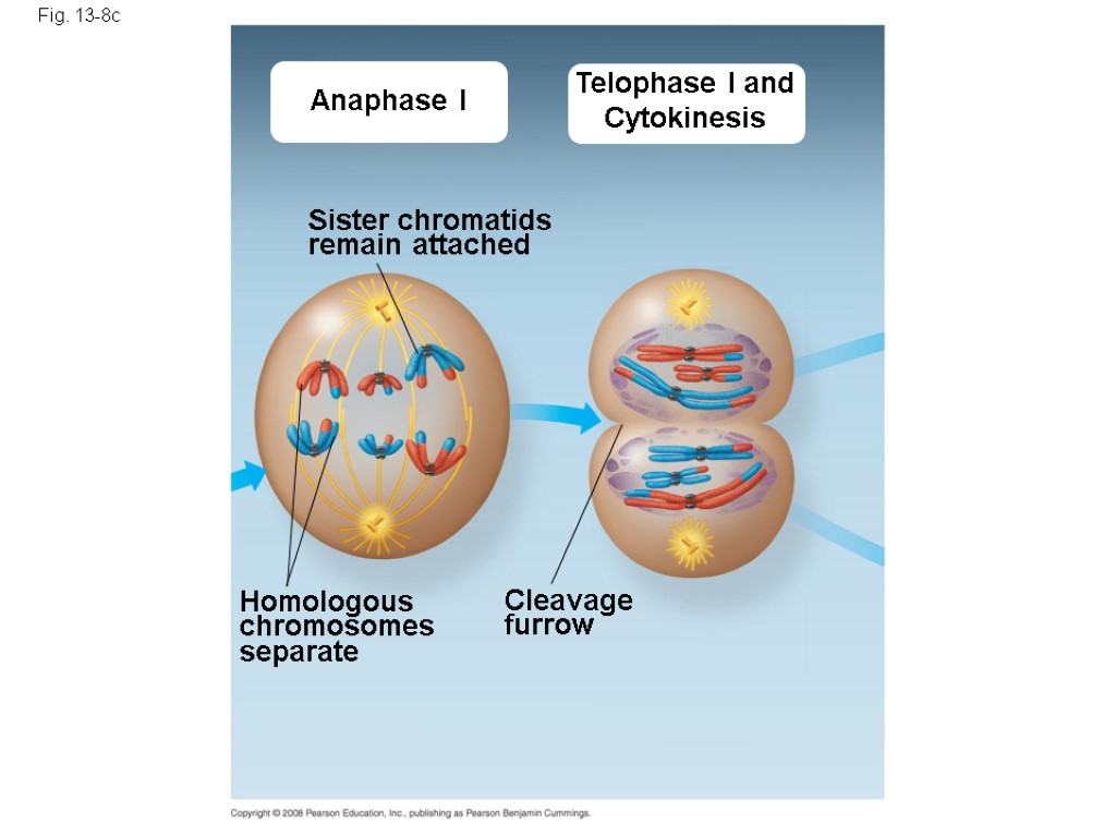 Fig. 13-8c Anaphase I Telophase I and Cytokinesis Sister chromatids remain attached Homologous chromosomes